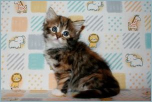 Female Siberian Kitten from Deedlebug Siberians